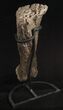 Sauropod (Diplodocus) Metatarsal - On Stand #10131-10